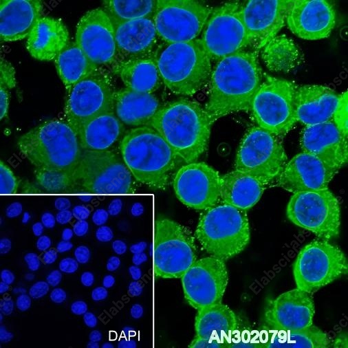 Recombinant Phospho-Tau (Ser199) Monoclonal Antibody - 3