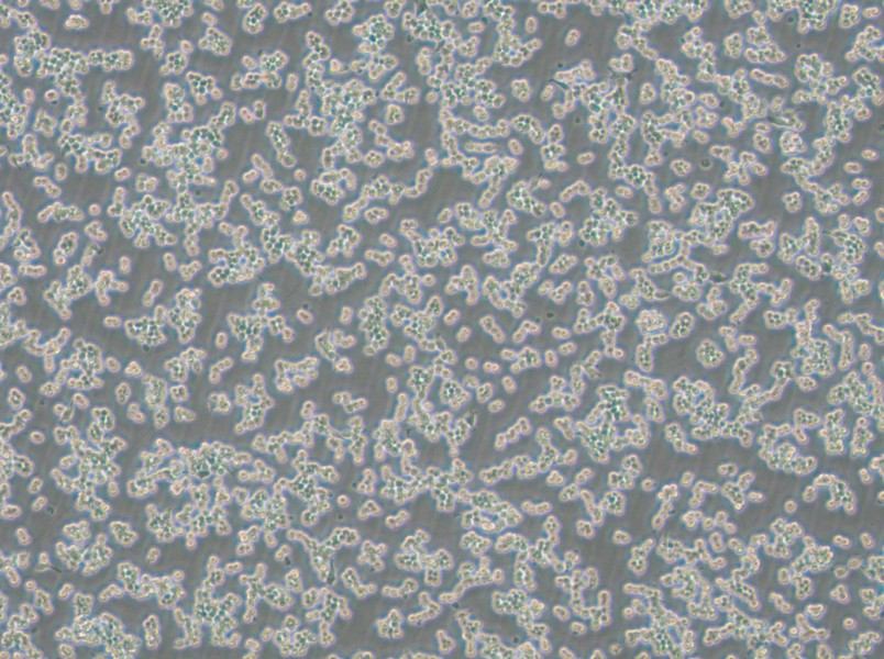 RAW 264.7-EGFP Cell Complete Medium - 3