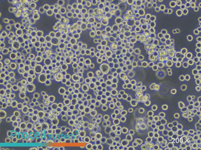 Sf9 Cell Complete Medium - small - 5