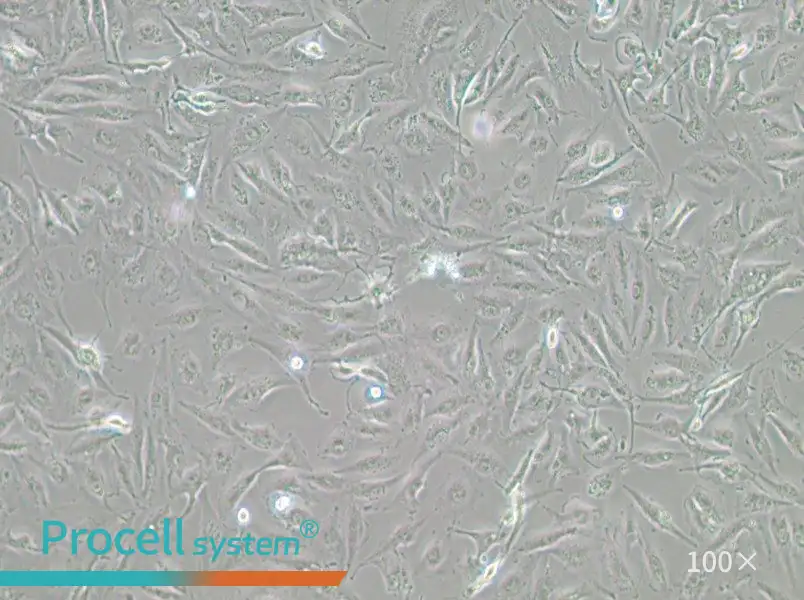 A-498 Cell Complete Medium - 2