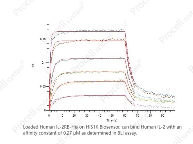 IL-2RB/CD122 (C-6His), Human, RecombinantIL-2RB/CD122 (C-6His), Human, Recombinant - 2