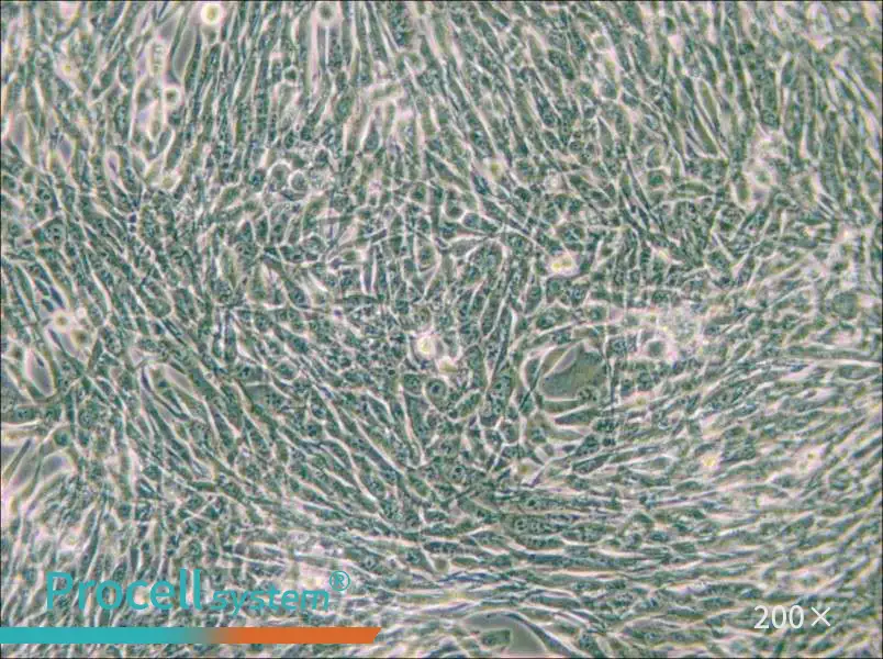 3T6-Swiss albino Cell Complete Medium - 6