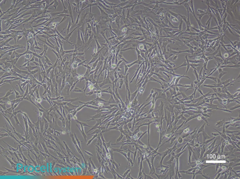 Chicken Preadipocyte Complete Medium - 1