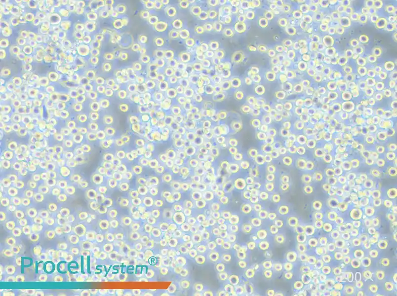 COLO 205 Cell Complete Medium - 5