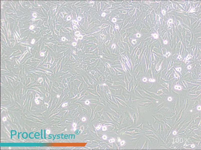 A2058 Cell Complete Medium - 3