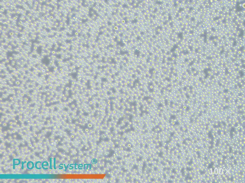 Sc-1 Cell Complete MediumSc-1 Cell Complete Medium - 2
