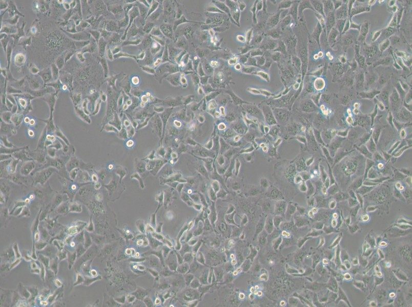 Anglne Cell Complete Medium-searchlist-1