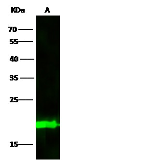 BID Monoclonal Antibody - small - 3