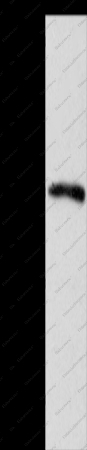MYSM1 Polyclonal Antibody - 1