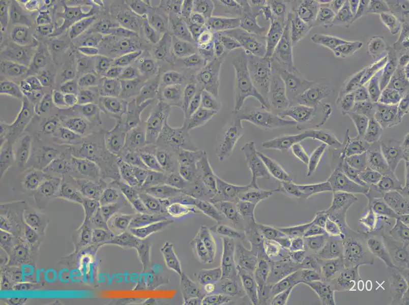 Vero Cell Complete Medium - small - 4