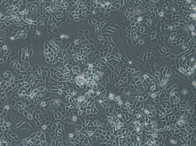 NCI-H522[H522] Cell Complete MediumNCI-H522[H522] Cell Complete Medium - 3