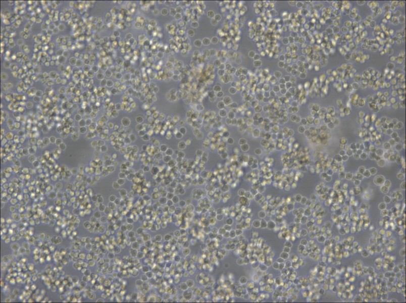 A20 Cell Complete Medium - 3