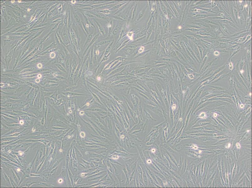 SF126 Cell Complete MediumSF126 Cell Complete Medium - 2