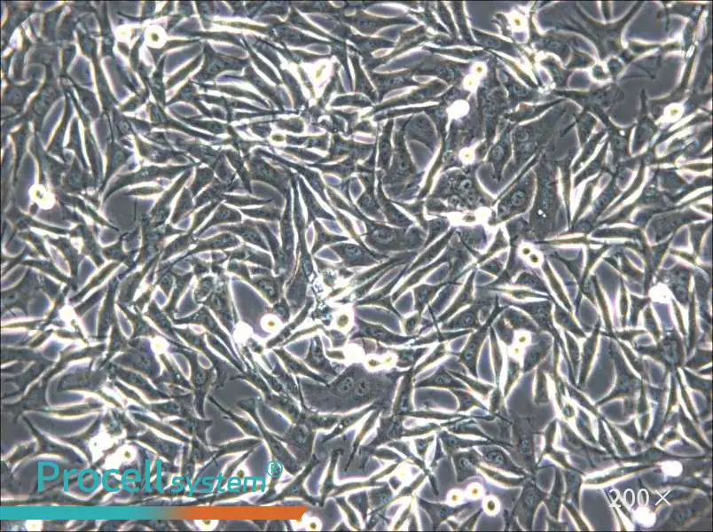 WM-266-4 Cell Complete Medium - 5