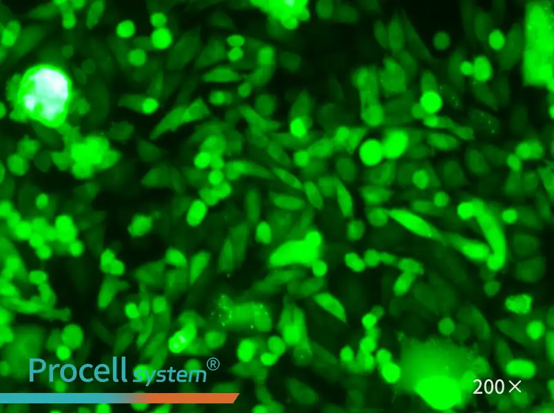 CHO-K1-GFP - 5