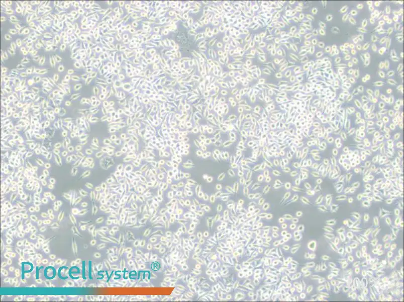 A9 Cell Complete Medium - 1