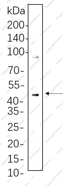 Recombinant Phospho-MEK1/2 (Ser217/221) Monoclonal Antibody - 1