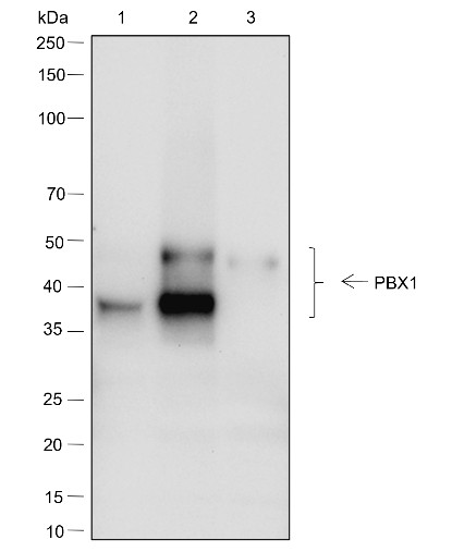 Recombinant PBX1 Monoclonal Antibody - small - 5