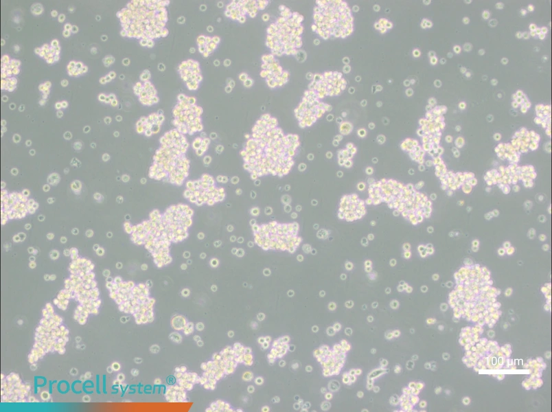 MMQ Cell Complete Medium - 1
