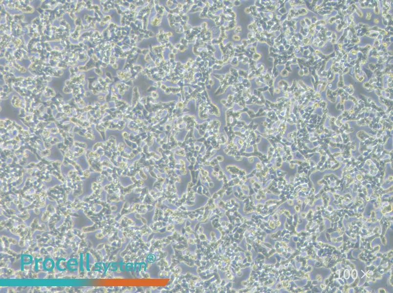 RL95-2 Cell Complete MediumRL95-2 Cell Complete Medium - 2