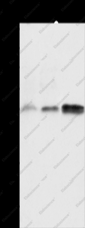 ALKBH2 Polyclonal Antibody - 1