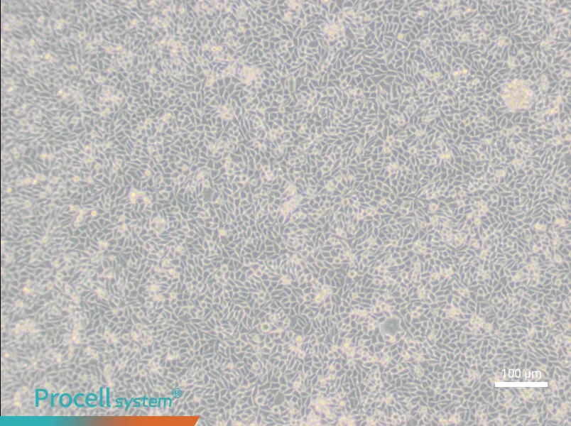 LM/TK [LMTK-] Cell Complete Medium - 2