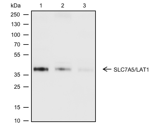 Recombinant SLC7A5/LAT1 Monoclonal Antibody-searchlist-1