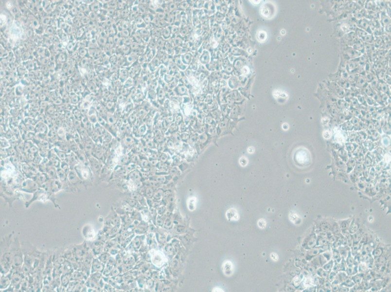 H1 Cell Complete Medium - 10