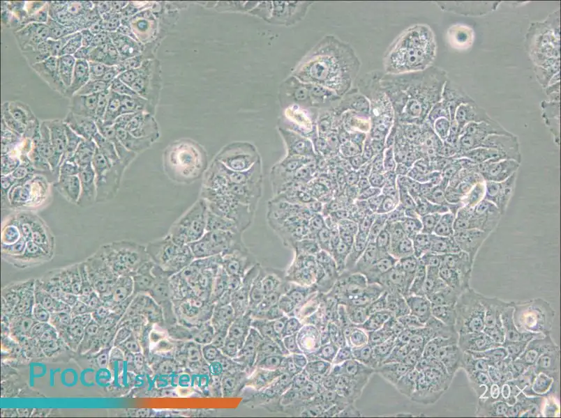 NCI-H1437 Cell Complete Medium - small - 6