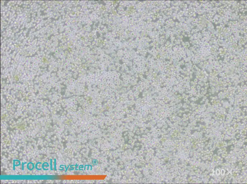 AE-2 Cell Complete MediumAE-2 Cell Complete Medium - 2