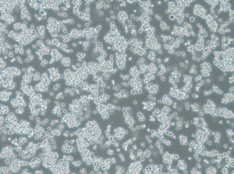 BC-3 Cell Complete Medium-searchlist-1