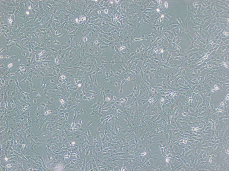 Mv.1.Lu [NBL-7] Cell Complete Medium-searchlist-1