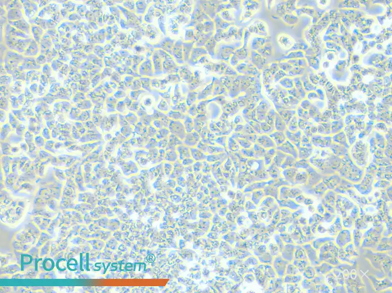 T-47D Cell Complete Medium - small - 6