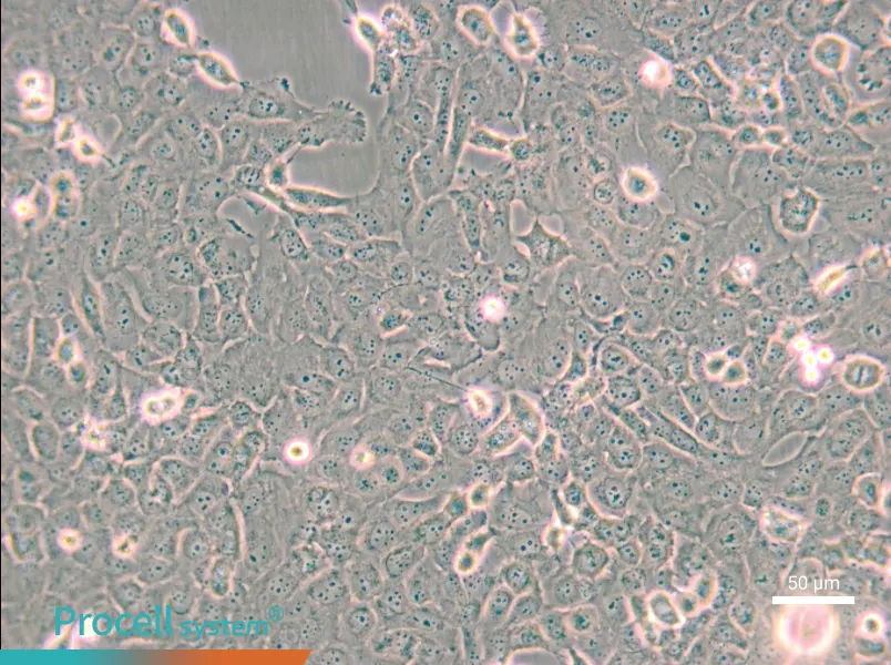 B-CPAP [BC-PAP; BCPAP] - 6