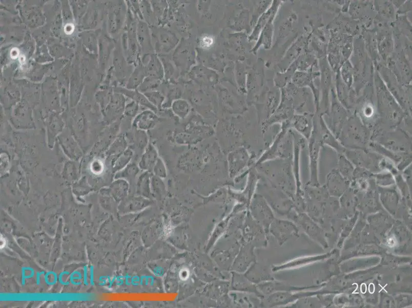 OCUT-2C Cell Complete Medium - 6