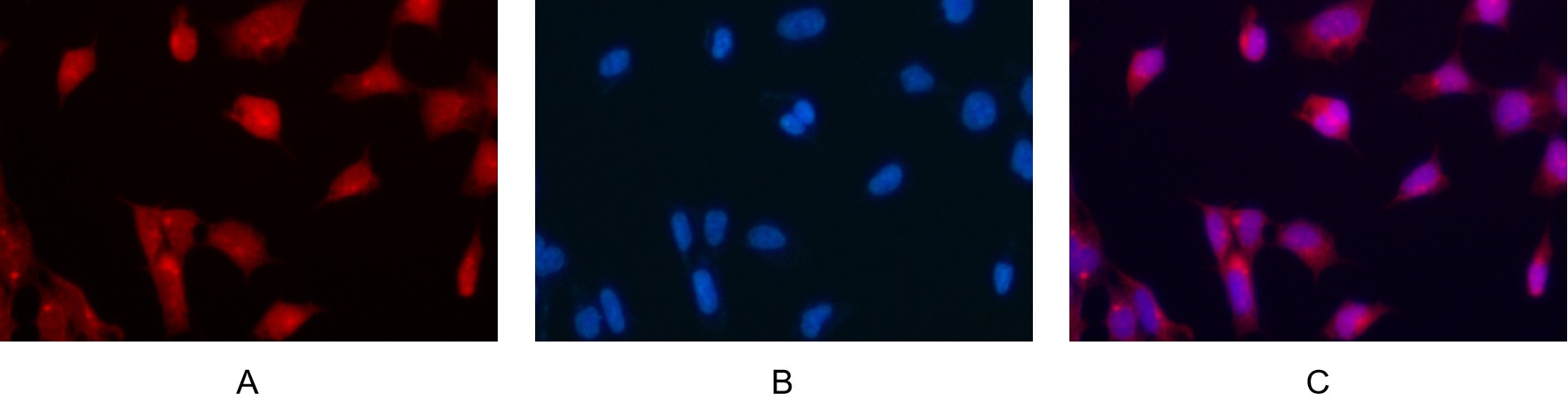 Recombinant Bax Monoclonal Antibody - small - 12