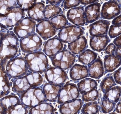 Recombinant Cdc42 Monoclonal Antibody-searchlist-2