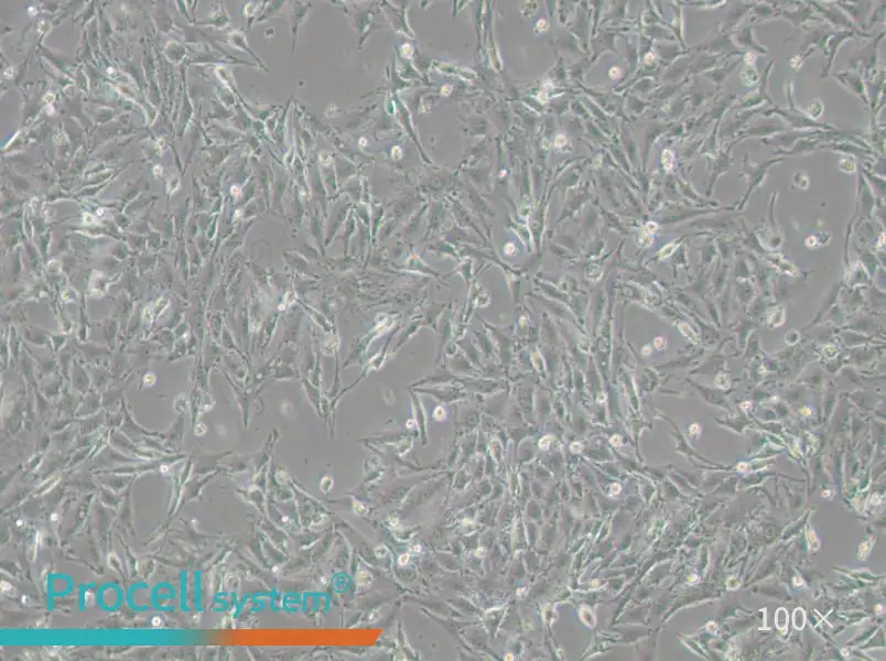 IBRS-2 [IB-RS-2] Cell Complete Medium - 3