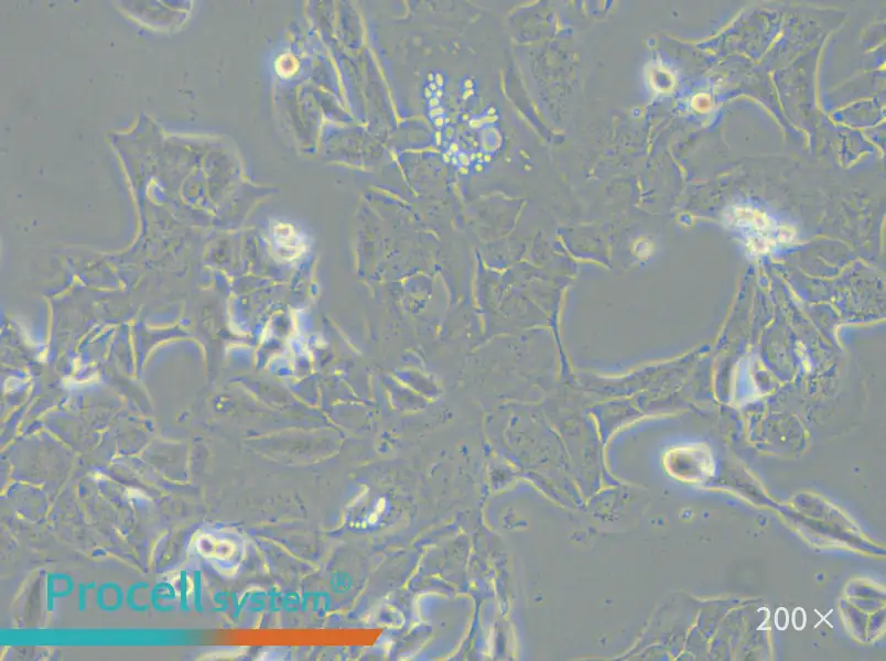 HCC2935 Cell Complete Medium - 5