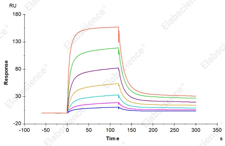 Recombinant Mouse CD64/FCGR1 Protein (His Tag) - 4