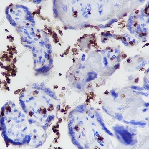 Recombinant Glycophorin A Monoclonal Antibody - 1