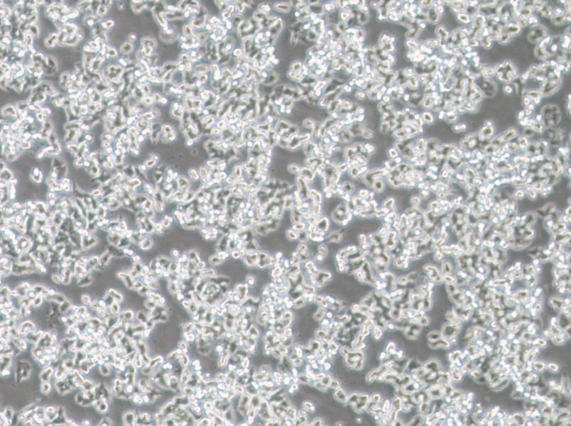 SW48 (L15) Cell Complete MediumSW48 (L15) Cell Complete Medium - 2