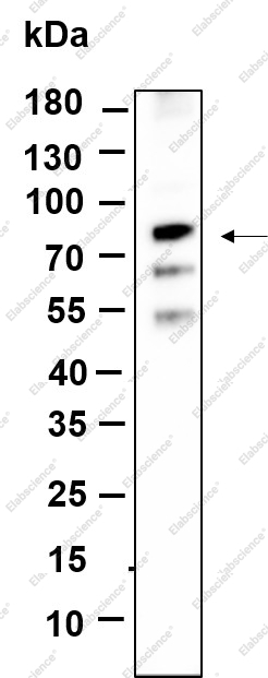 Recombinant NGFR p75 Monoclonal Antibody - 1