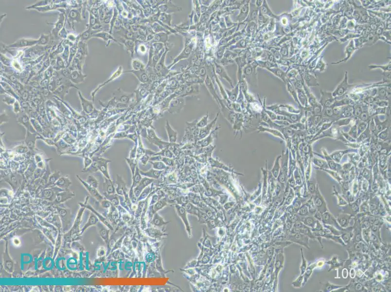 Bewo Cell Complete Medium - 1