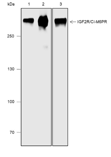 Recombinant IGF2R/CI-M6PR Monoclonal Antibody-searchlist-1