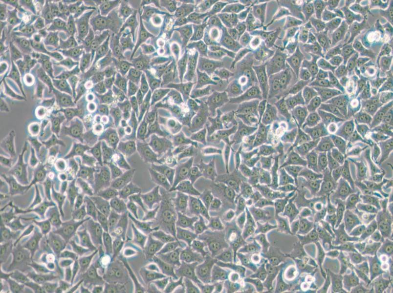 Hela 229 Cell Complete Medium - 4