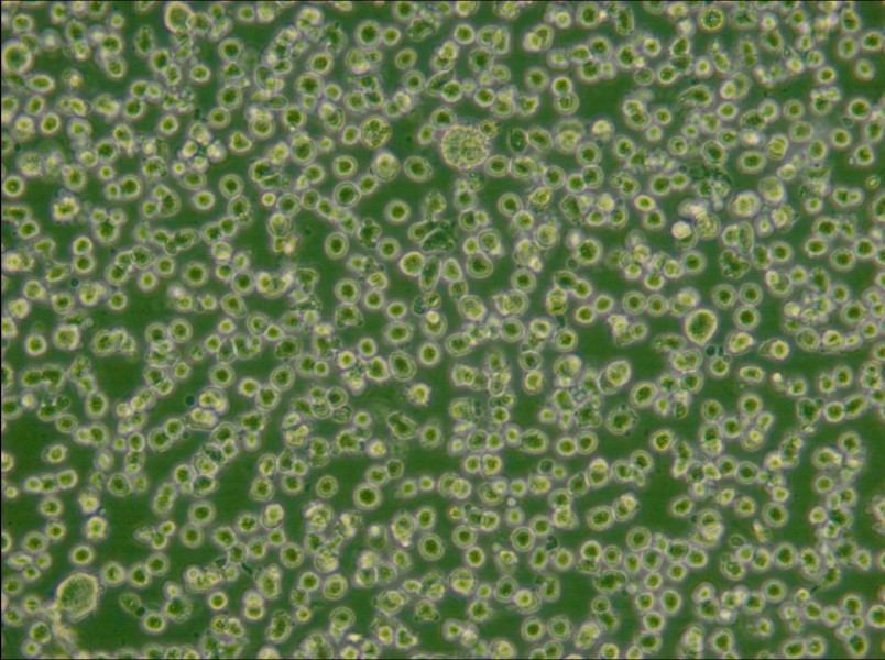 U266 [U266B1] Cell Complete Medium - small - 6