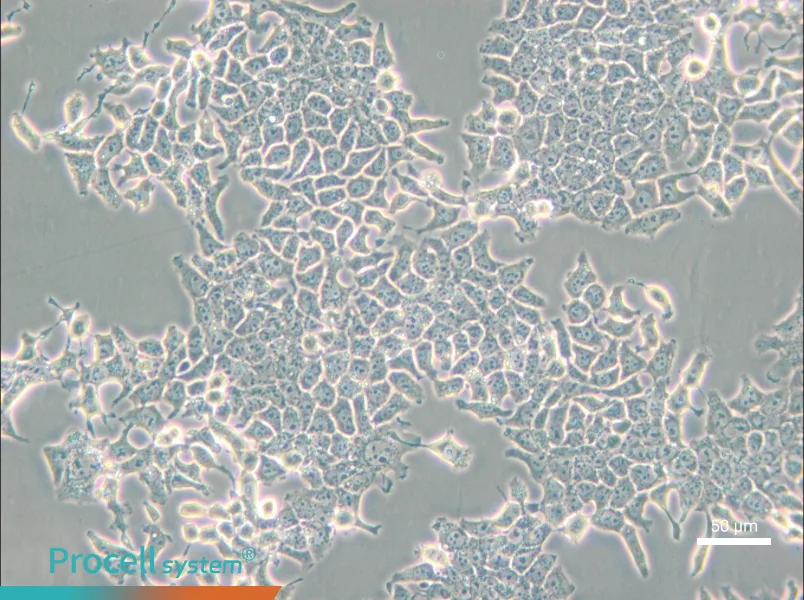 H-4-II-E [H4-II-E] Cell Complete Medium - 4