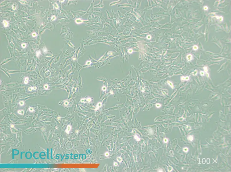 KMH-2 Cell Complete Medium - 2