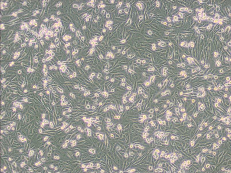 MDA-MB-231-GFP (L15) Cell Complete Medium - small - 6